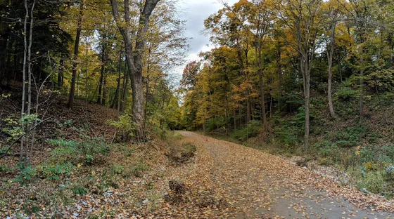 A wooded trail in Earl Bales Park in autumn.